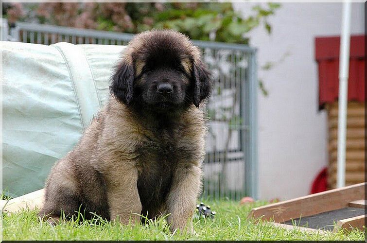 leonberger 073.jpg